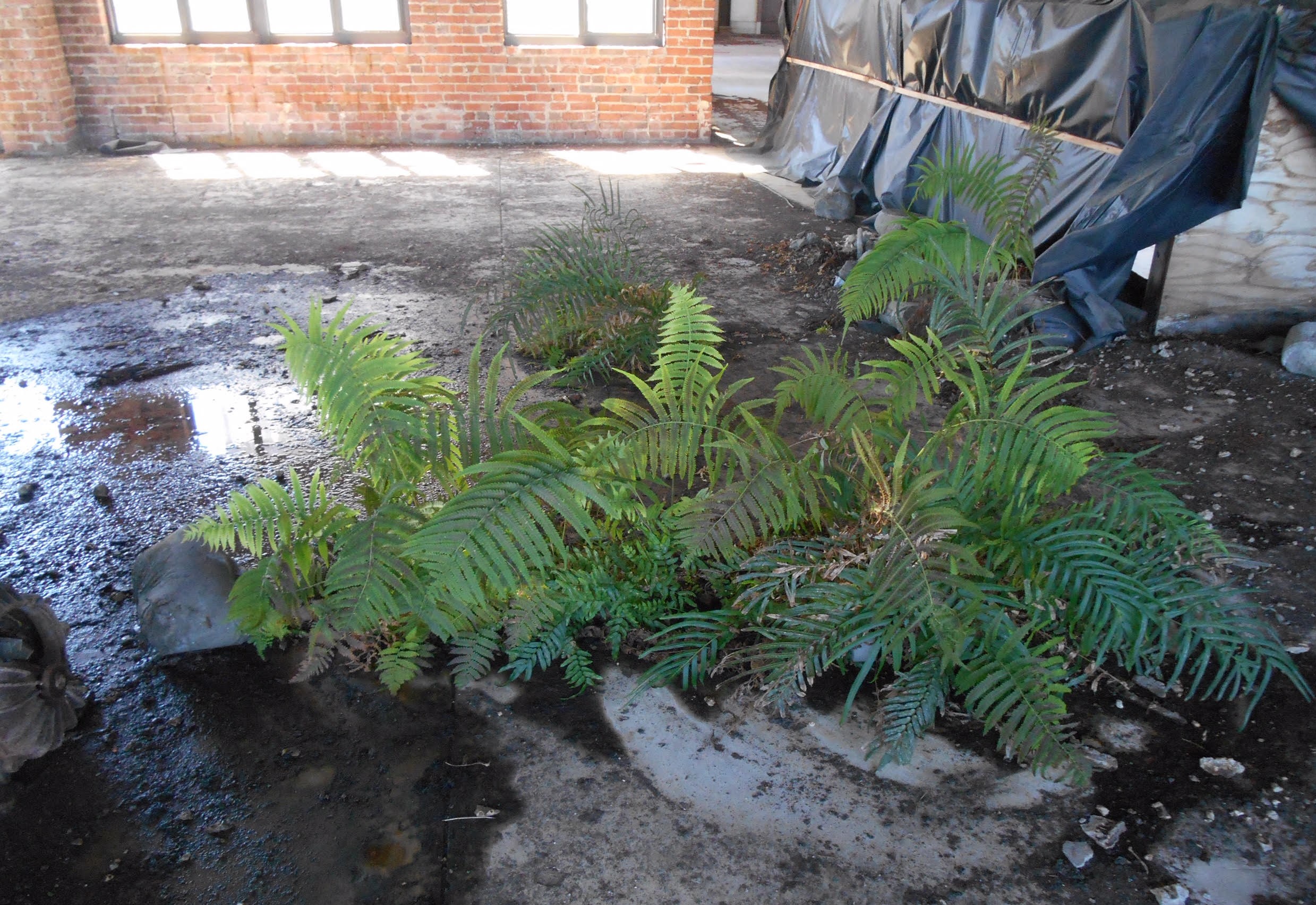 Plats growing in old building floor